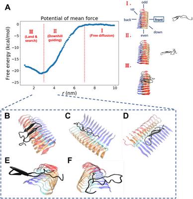 Corrigendum: Fibril Surface-Dependent Amyloid Precursors Revealed by Coarse-Grained Molecular Dynamics Simulation